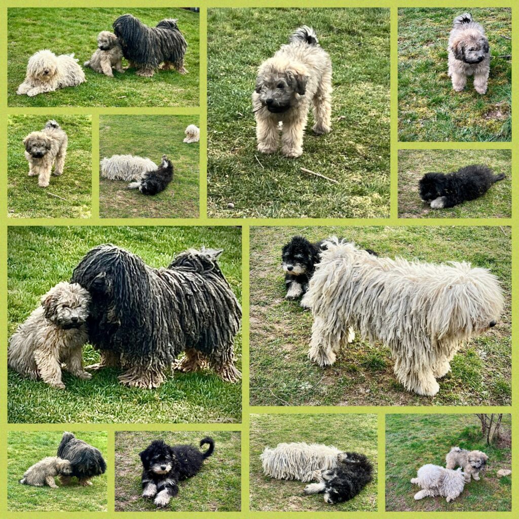 puli's roedel met pups